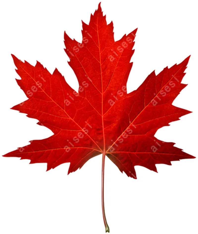 20pcs/bag  Red Maple