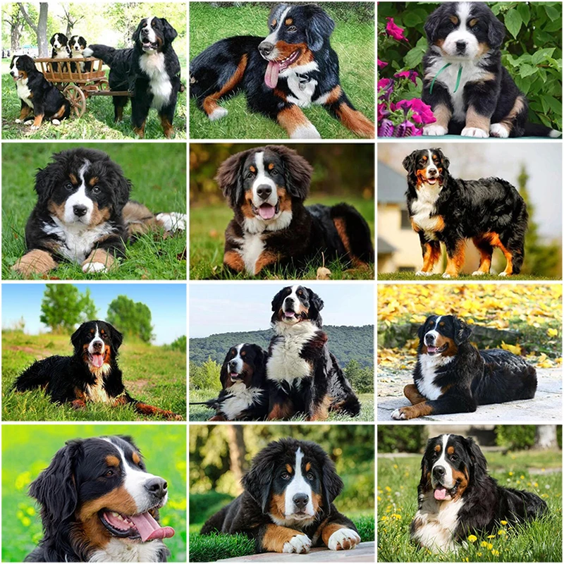 5D алмазная картина Bernese Mountain Dog сделай сам вышивка с животными крестом круглые