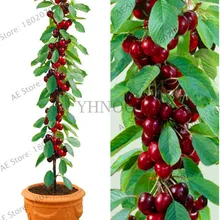 Новое поступление! 20 вишневых бонсай, австралийские черные вишневые деревья, растения Редкие фруктовые деревья для посадки дома и сада,# R4MZFX