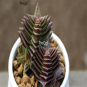 

Ngryise 8Pcs A Set Crassula Pagoda Village