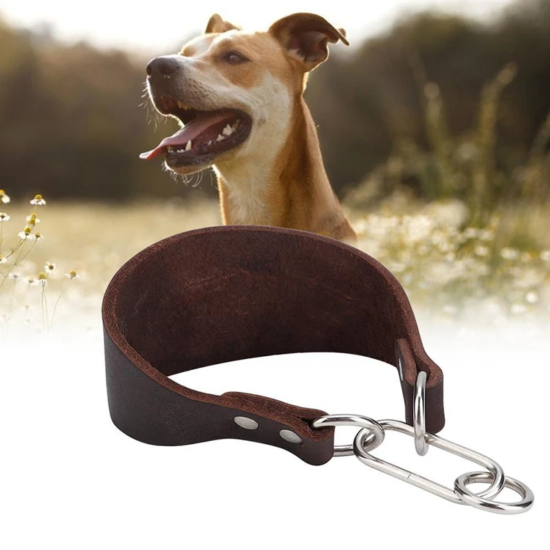 greyhound dog collars
