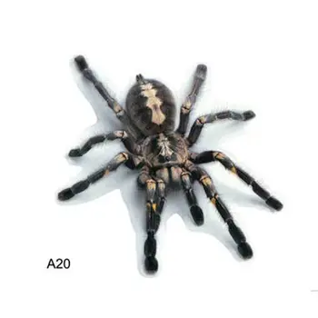 

Three-Dimensional Car Spider Gecko Animal Car Stickers Simulation Car Tail Stickers Realistic Modification Stickers