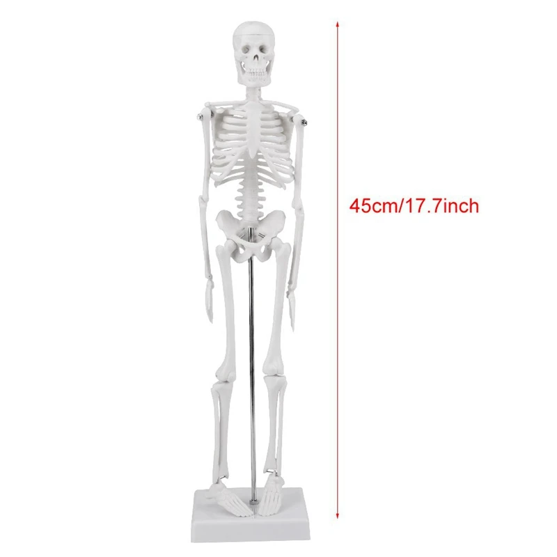 

45cm Human Anatomical Anatomy Skeleton Model Medical Learn Aid Anatomy Human Skeletal Model