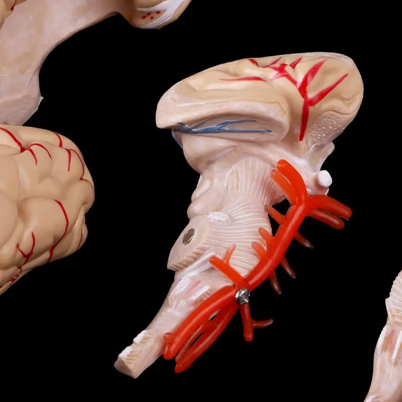 

Disassembled Anatomical Human Brain Model Anatomy Medical Teaching Tool R9UA
