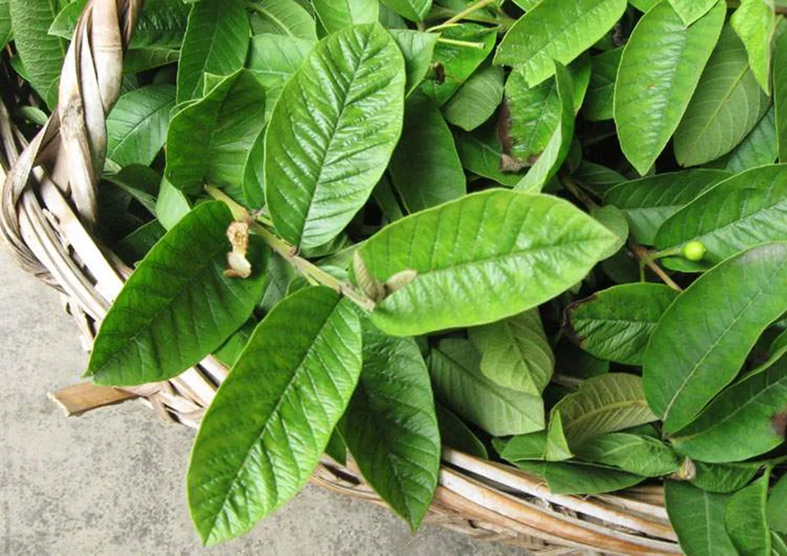 Dried Guava Leaf 100 Natural Guava Leaves Hojas De Guayaba Secas