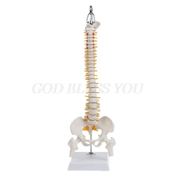 

45cm Flexible Human Spinal Column Vertebral Lumbar Curve Anatomical Model Anatomy Spine Teaching Tool Drop Shipping
