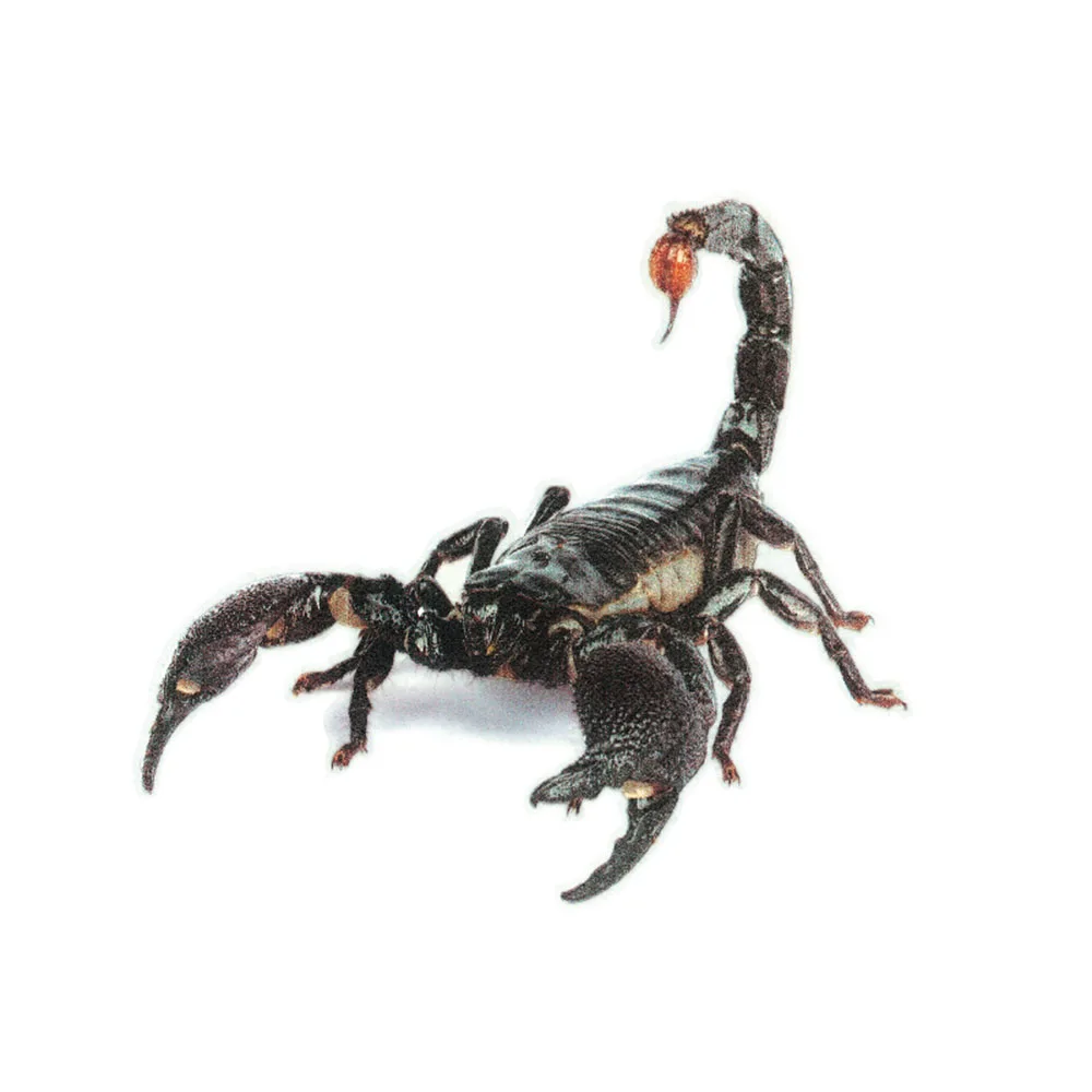 

3D PVC Car Sticker Lizard Scorpion Spider Car Body Window Sticker Decal Car Styling Stickers Accessories For Car Decoration