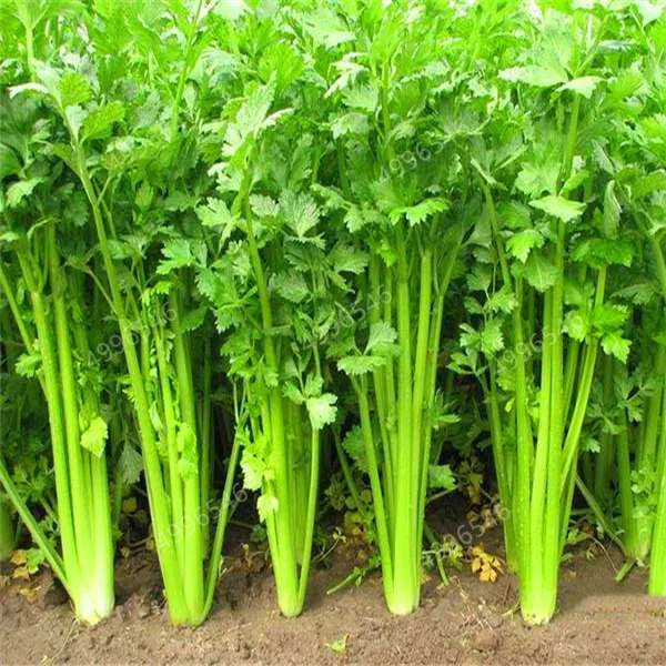 200-Pcs-Parsley-Bonsai-Concentrated-Flavor-And-Tender-Crisp-Celery-Bonsai-small-home-garden-cultivati-Free.jpg_640x640 - 副本