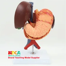 Желудочная желчная поджелудочная железа 12 duoцатиперстная модель желудка модель Система органной гастрентерологии Mcw004