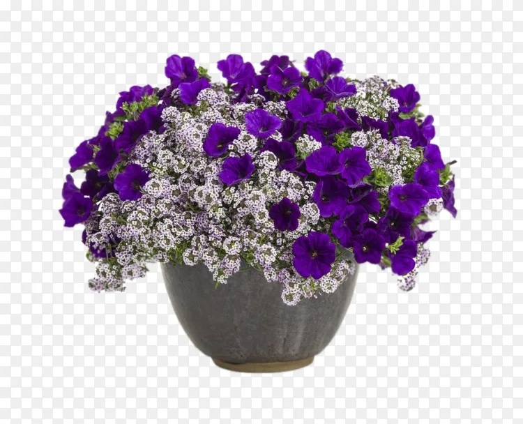 花盆香花马鞭草花园花png图片素材免费下载 图片编号 Png素材网