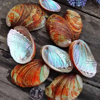 

Conch shell fish tank wall-floor Mediterranean home decor abalone shell