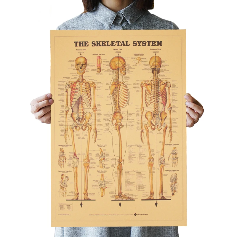 

Skeletal System Retro Decorative Painting High Quality 51.5x35.5cm Human Body Structure Kraft Paper Vintage Poster for Display