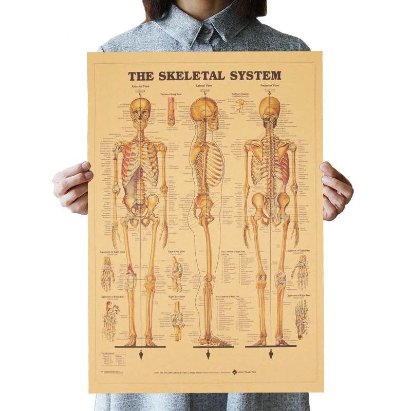 Скелетная система декоративная Ретро картина высокое качество 51,5x35,5 см структура человеческого тела крафт-бумага ВИНТАЖНЫЙ ПЛАКАТ для дисплея