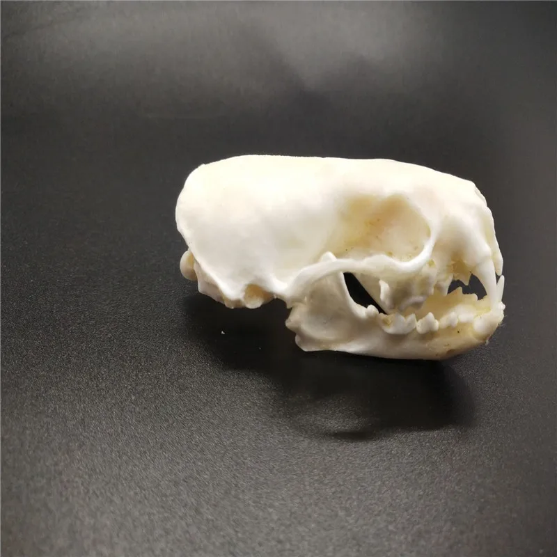 1 pcs real mink skull fine animal specimen skull gift 6-8cm 2.8-3.5 inch 