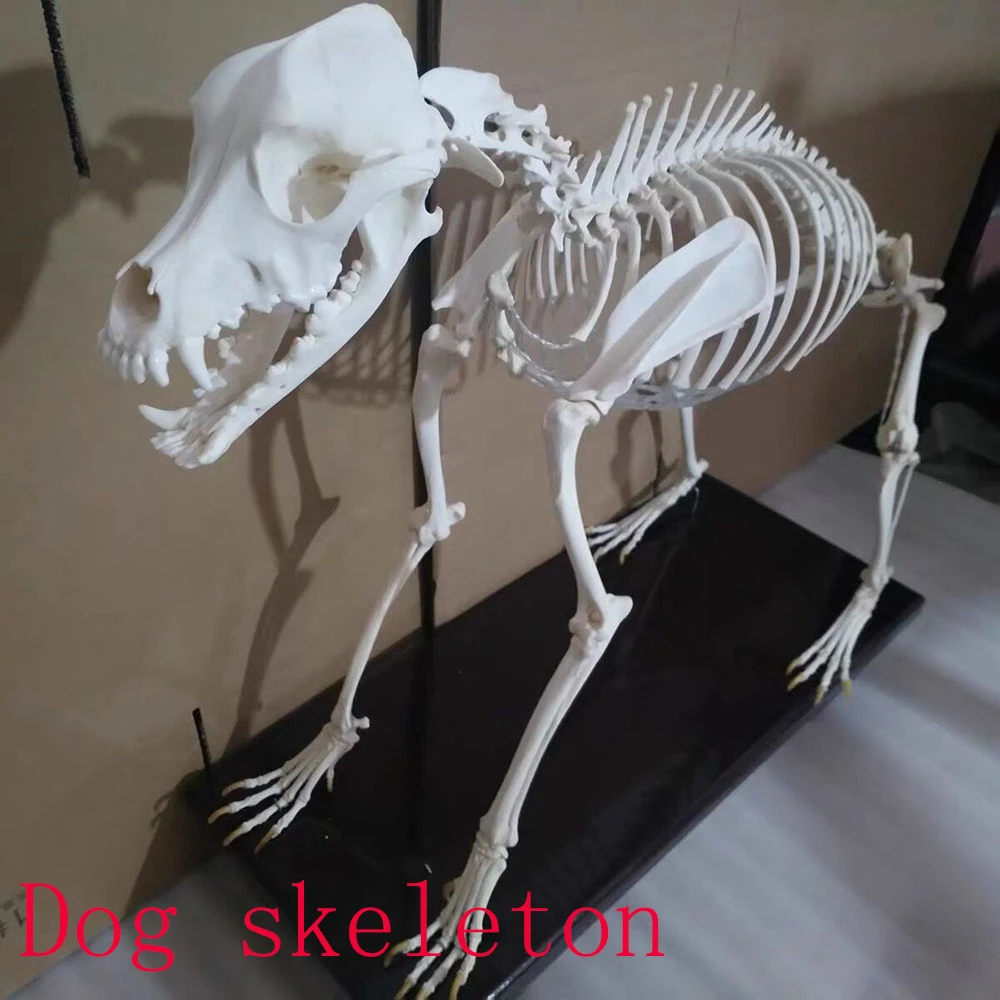 1個の完全な動物の骨格標本の装飾品 収集品 Aliexpress 1個の完全な動物の骨格標本の装飾品 収集品 Aliexpress