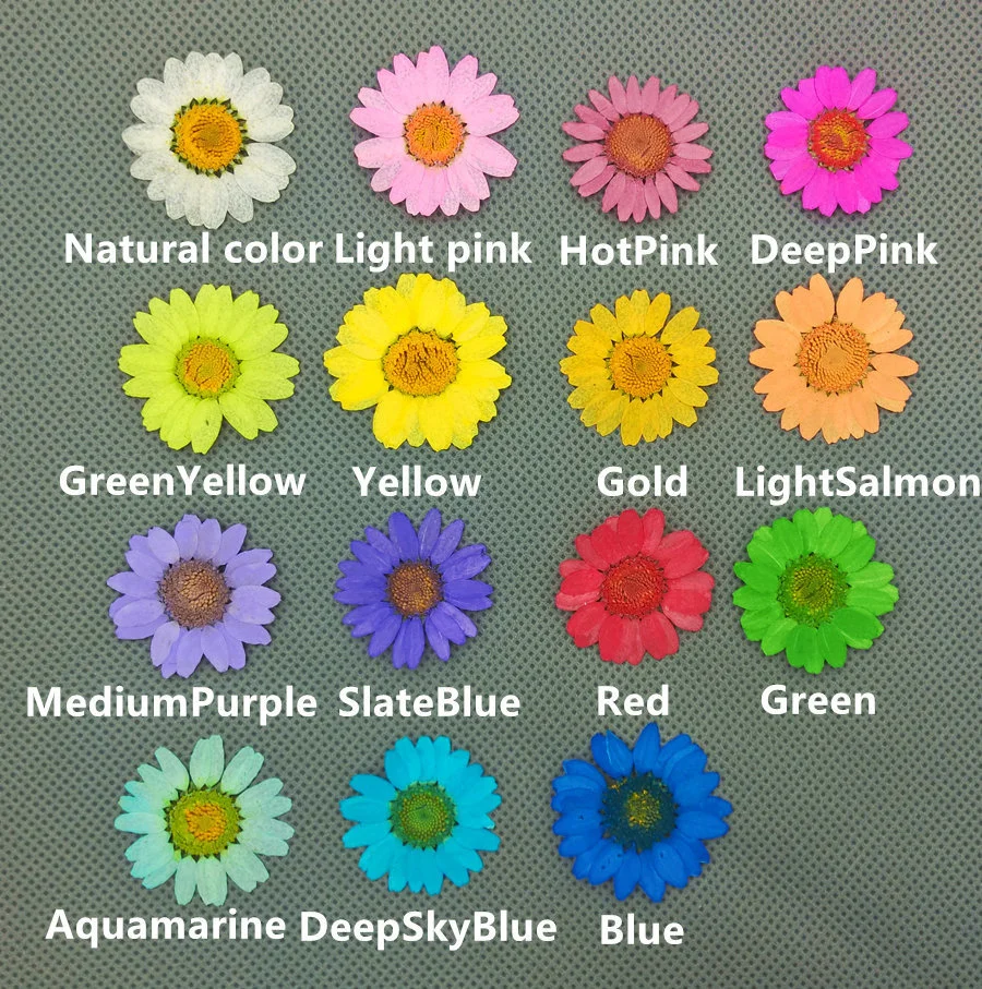  Chrysanthemum multicaule (4) - 