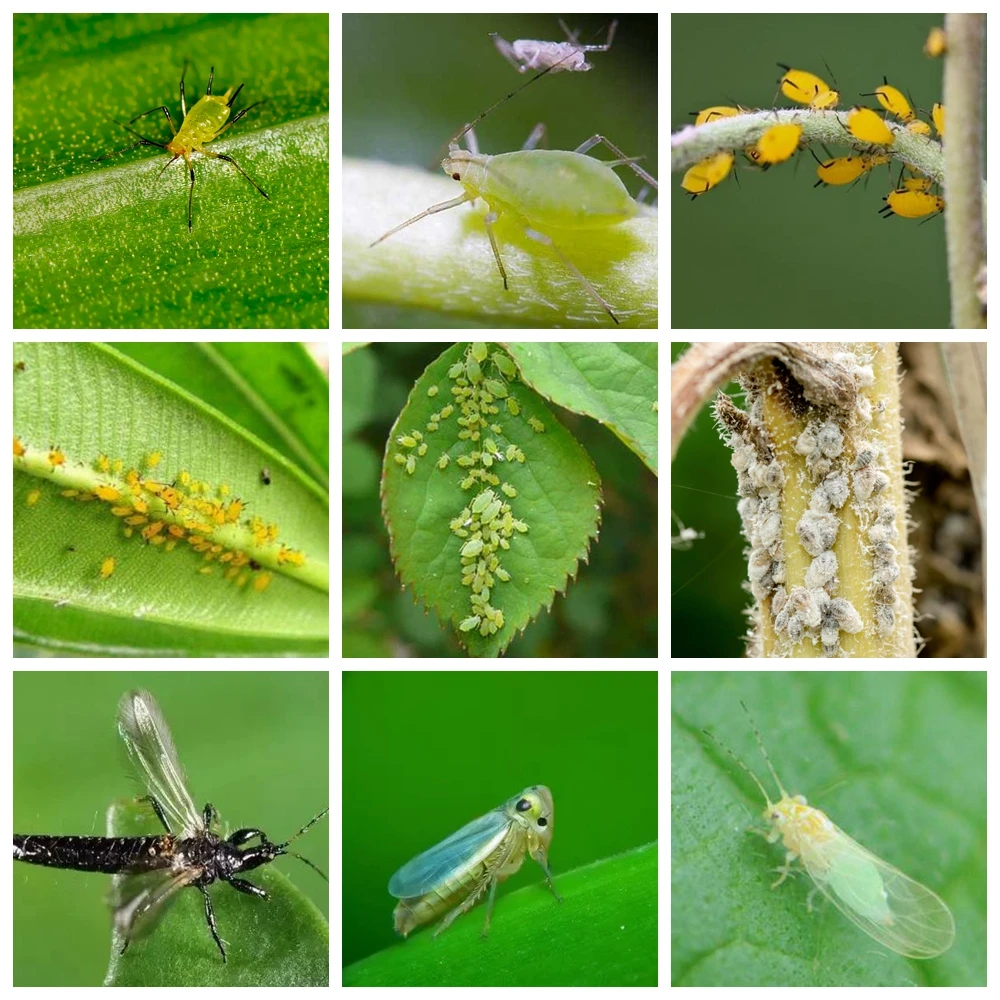 光影魔术手拼图