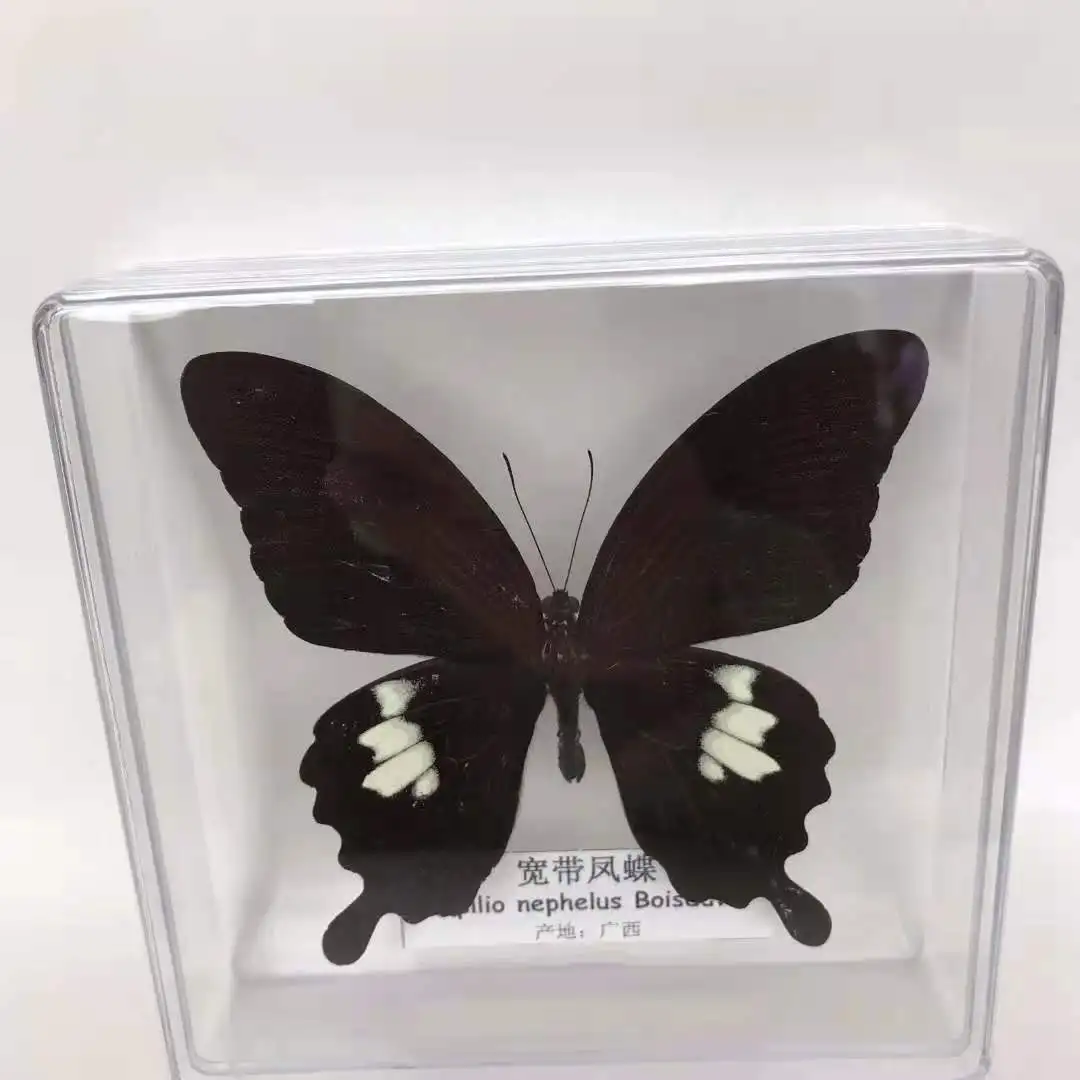 1PCS Natural Real Butterfly Specimen box Colorful Mixed Pretty Butterfly Education Teaching Home Decor Artwork Material gift DIY 3