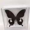 1PCS Natural Real Butterfly Specimen box Colorful Mixed Pretty Butterfly Education Teaching Home Decor Artwork Material gift DIY 3