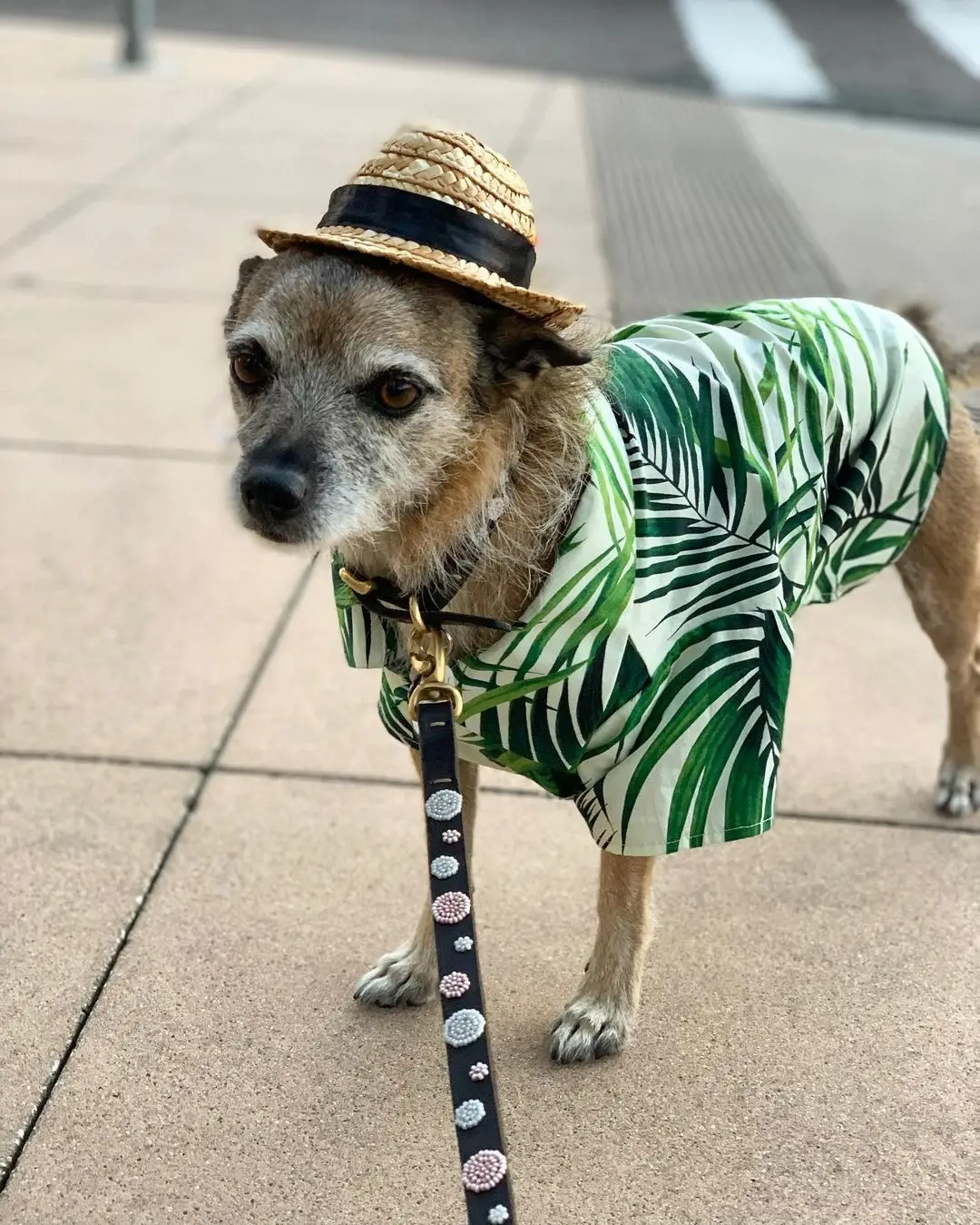 puppy summer clothes