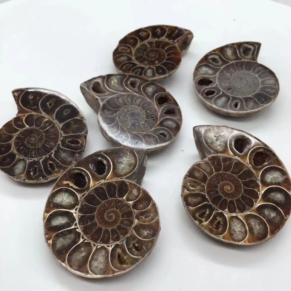 Ammonite Sea Snail fossils (6)