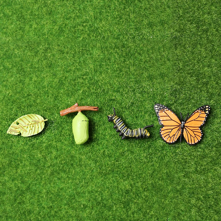 butterfly-1
