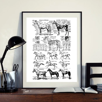 

Horse Print Black and White Veterinary Medical Poster Horse Anatomy Illustration Wall Art Picture Canvas Painting Wall Decor