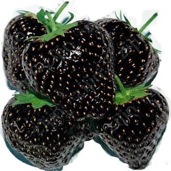 

Plant Flower Bath Salts Black Strawberry Essence 200Pcs XZZ-238