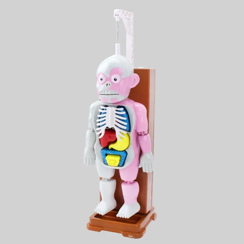 

New Children's educational toy mannequin puzzle learning human organs
