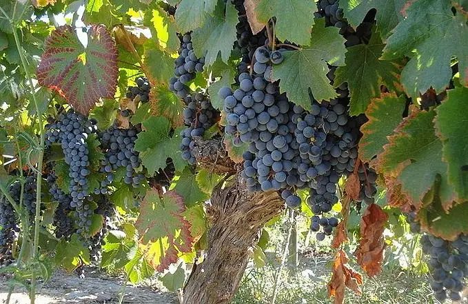 受季节影响,智利提早结束2020年葡萄采收季_vine100葡萄酒网