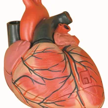 Анатомическая модель сердца для взрослых ультразвуковая кардиологическая модель сердца сердечно-сосудистая обучающая модель