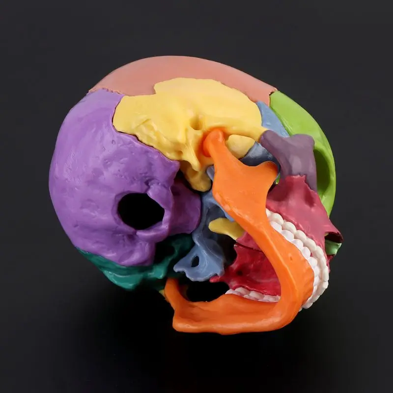 Vendedor Caliente 15 unids/set 4D desmontar calavera de Color modelo anatómico desmontable herramienta de enseñanza W8ED Lnwy3jyM7Q5