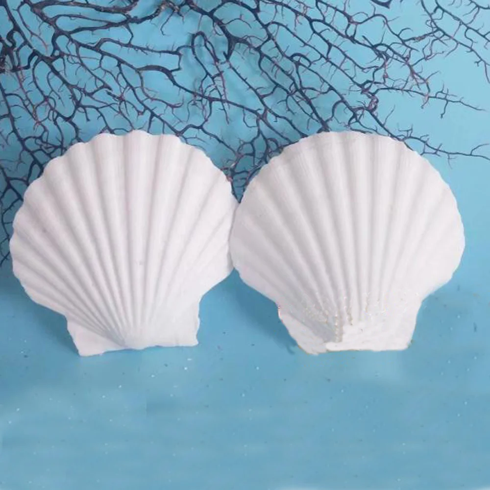 natural white Conch sea shell white scallop shell for fish tank decoration or gift 6pcs natural shell ornaments