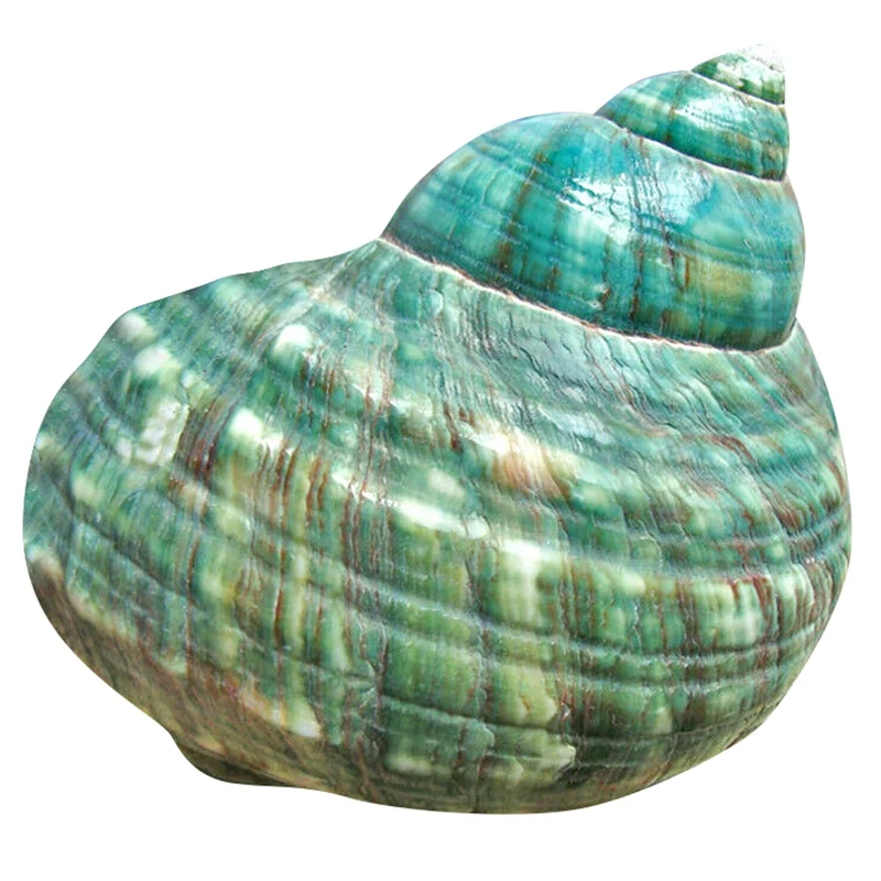 

10CM Green Turbo Natural Rare Real Sea Shell Conch Stunning Healing Decor Ocean 1Pcs