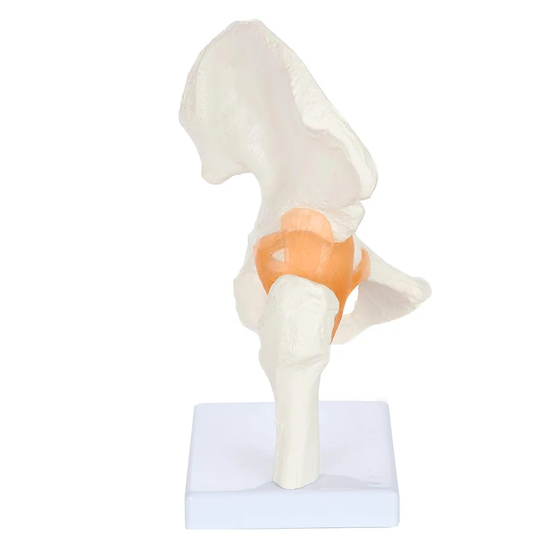 Human Hip Joint Anatomy Model with Flexible Ligaments Medical Science Teaching Resources