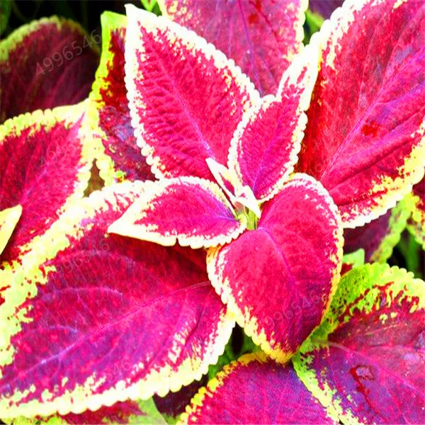 QQ图片20190412152652