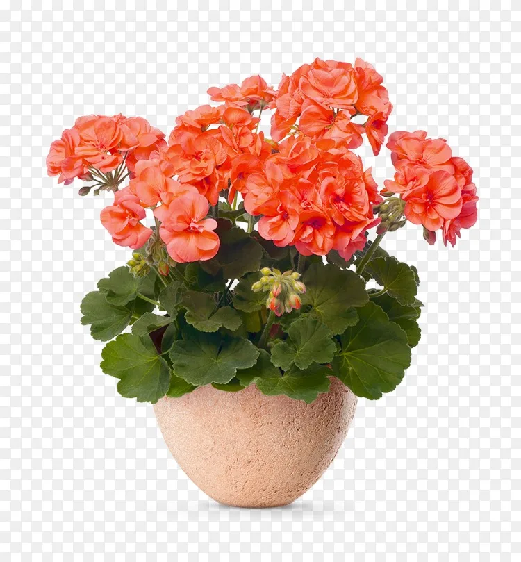 天竺葵花盆植物花盆花png图片素材免费下载 图片编号 Png素材网