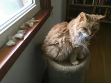 Recortador de pelo eléctrico para mascotas, Kit de aseo profesional, Gato recargable, máquina para cortar pelo de perros, afeitadora de animales