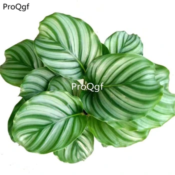 

Ngryise 1Pcs A Set Calathea orbifolia