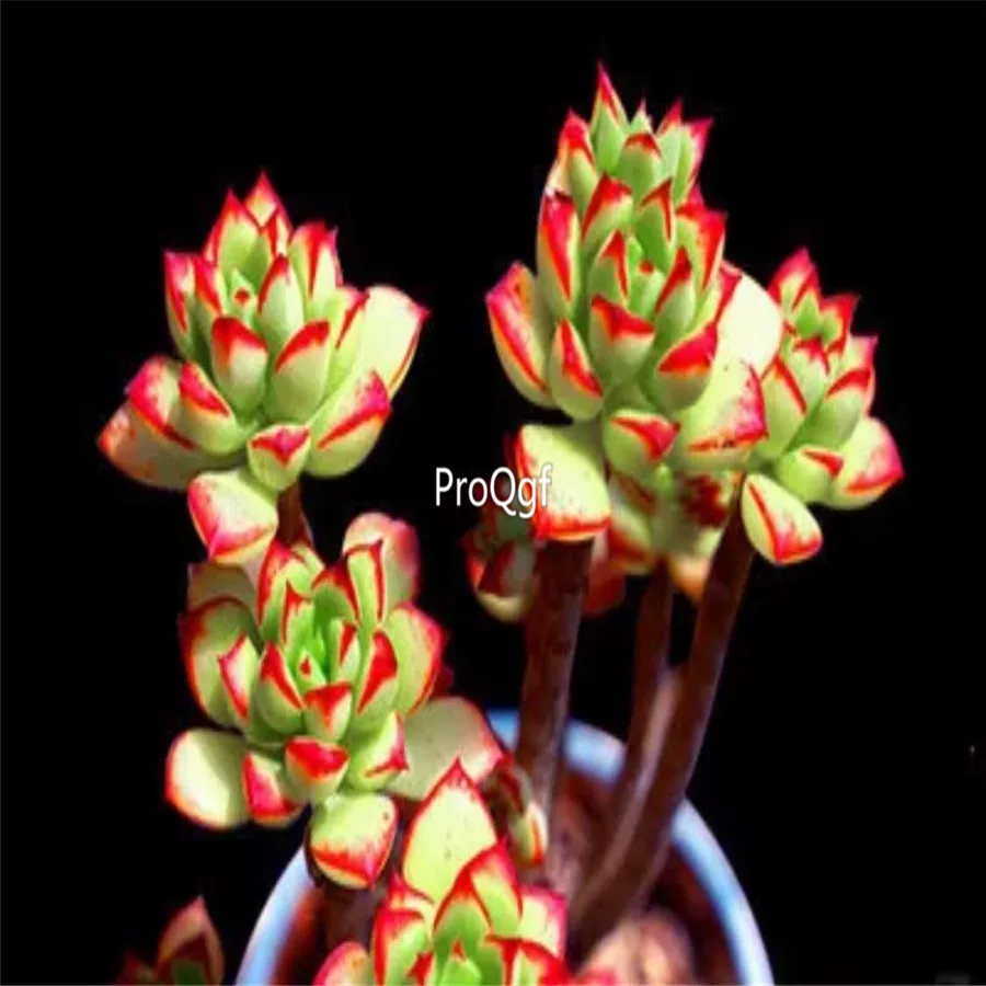 Ngryise 1 шт. набор Echeveria supia кластер