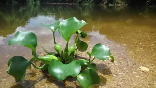 100 шт Свежие настоящие shuihulu Oo-Eichhornia crassilpes водные