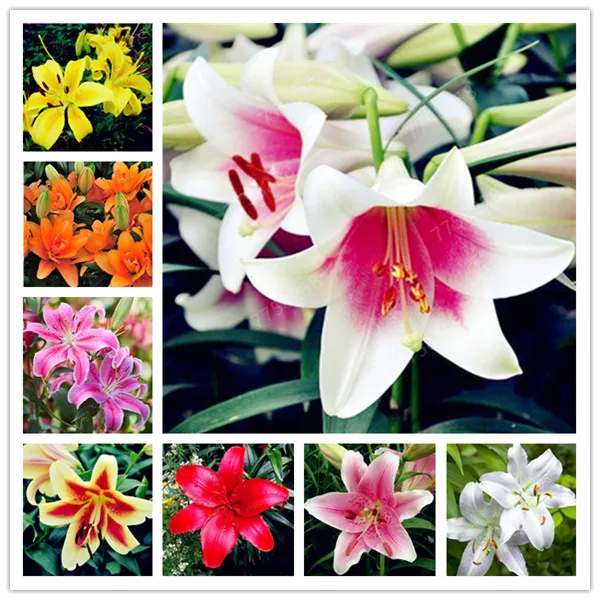 

100 Pcs Rare Lily Bonsai Not Bulbs Exotic Bonsai Lilium Flower Potted Pleasant Fragrance Plant For Home & Garden Flower