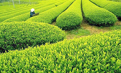 Китайский высококачественный 1725 органический чай TieGuanYin А++ с ароматом орхидеи китайский чай Tie Guan Yin Улун Зеленый чай для похудения