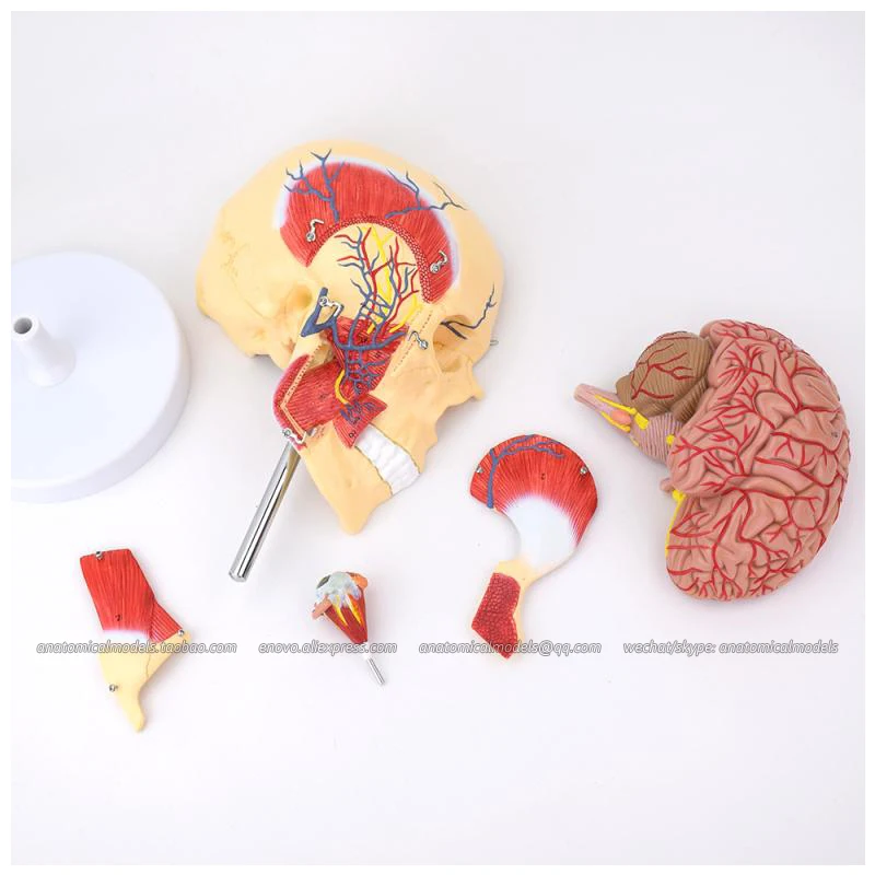 CMAM/13007 Brain- Anatomy of masticatory muscles 5parts Medical Brain Anatomical Human Model | Канцтовары для офиса и дома