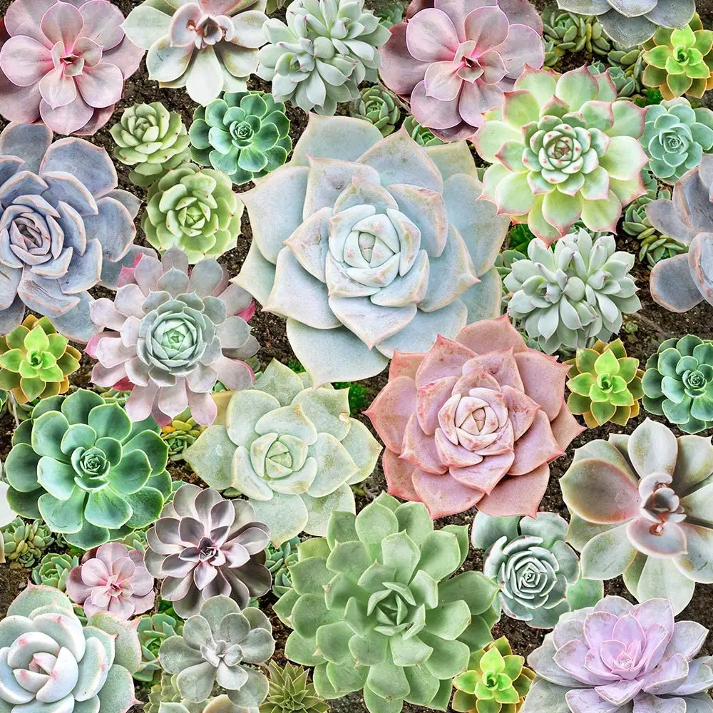 

LUCKYYJ Succulent Peel and Stick Wallpaper Removable Vinyl Self Adhesive Contact Paper for Countertop Decor Waterproof Wallpaper