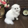 Realistic Plush Toy Simulation Cat Doll White Persian Cats Lifelike Kitten Model Birthday New Year Gift Home Decor Ornament 3
