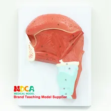 Оральный мышечный язык Анатомия мышц модель головы обучение медицине Mhl005