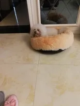 Basket Pet-Kennel-House Dog-Bed Calming Dogs Large Sleeping-Mat Fluffy-Cushion Dount