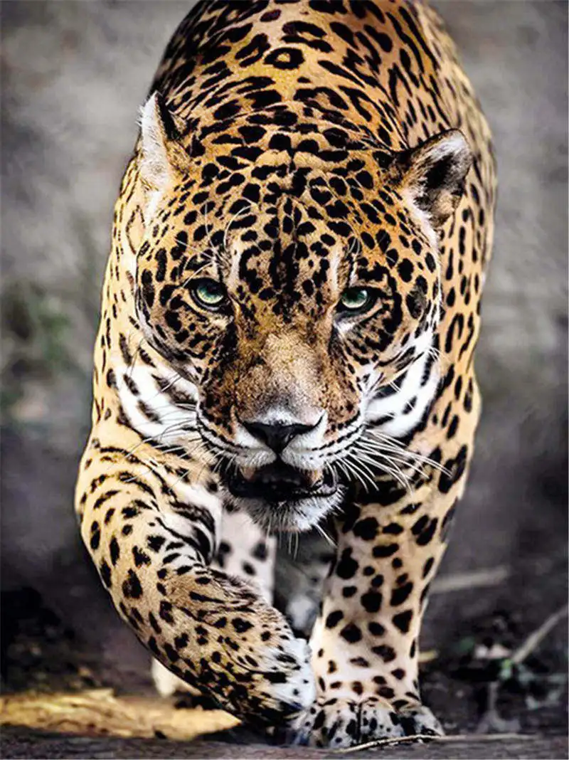 Leopard animals Новое поступление рукоделие DIY Кристалл полная дрель квадратная 5D алмазная живопись Набор для вышивки крестиком Мозаика круглые стразы - Цвет: Leopard 5