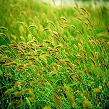 

Plant Flowers Bath Salts Ryegrass Essence 100Pcs XZZ-98